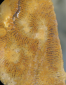 Anthozoa