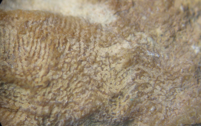Holotype ofMicrophylliopsis scolioides type species of the genus