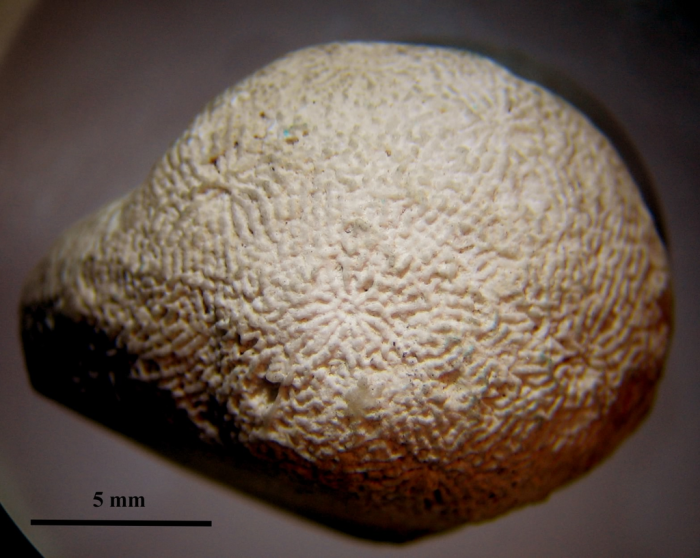 Syntype of the type species of Microsaraea Syntype of the type species of Microsaraea