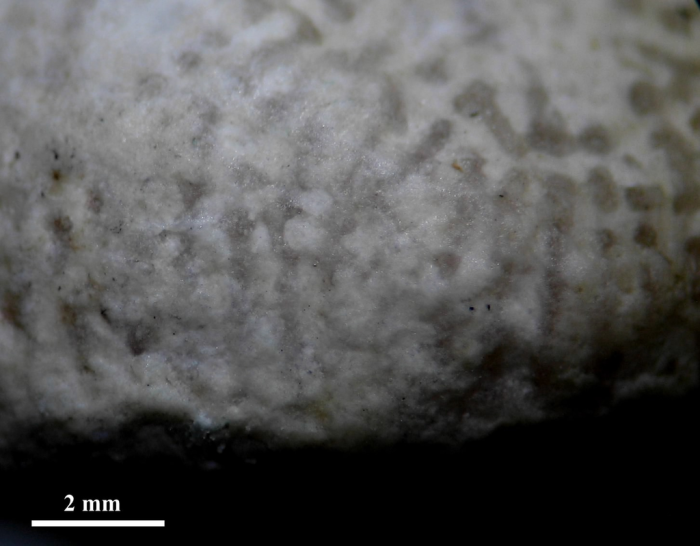 Syntype of the type species of Microsaraea Syntype of the type species of Microsaraea