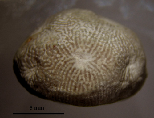 Syntype of the type species of Microsaraea
