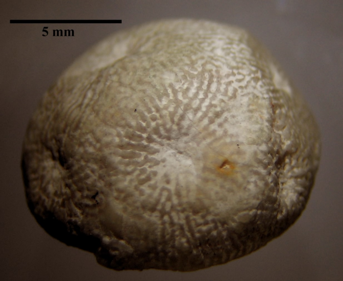 Syntype of the type species of Microsaraea Syntype of the type species of Microsaraea