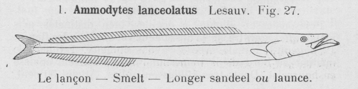 Gilson (1921, fig. 27)