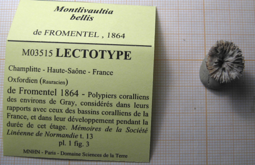 Lectotype of the type species of Montlivaltiopsis