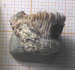 Lectotype of the type species of Montlivaltiopsis