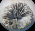 Anthozoa