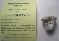 Holotype of Omphalophylliopsis lobatus type species of the genus