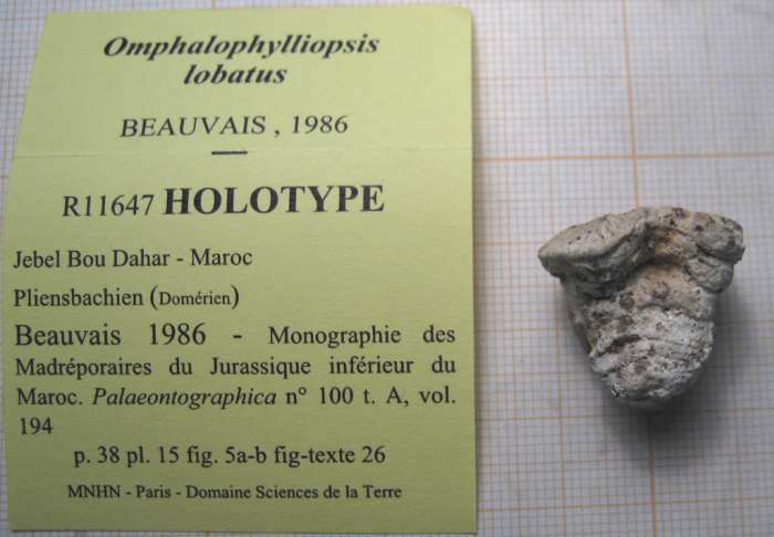 Holotype of Omphalophylliopsis lobatus type species of the genus Holotype of Omphalophylliopsis lobatus type species of the genus