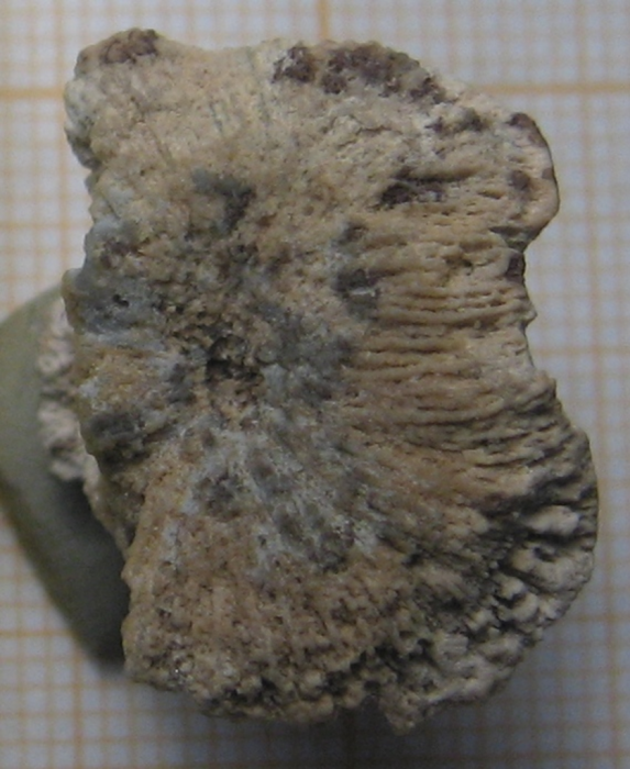 Holotype of Omphalophylliopsis lobatus type species of the genus Holotype of Omphalophylliopsis lobatus type species of the genus