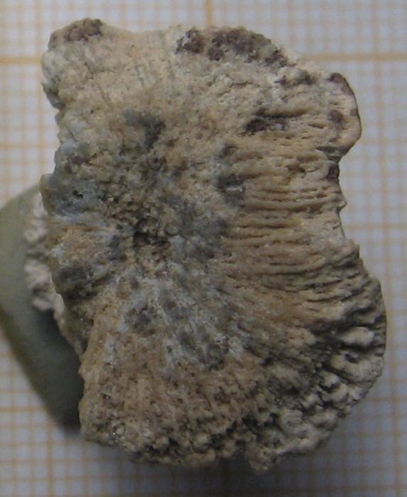 Holotype of Omphalophylliopsis lobatus type species of the genus