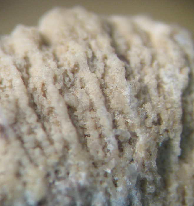 Holotype of Omphalophylliopsis lobatus type species of the genus Holotype of Omphalophylliopsis lobatus type species of the genus