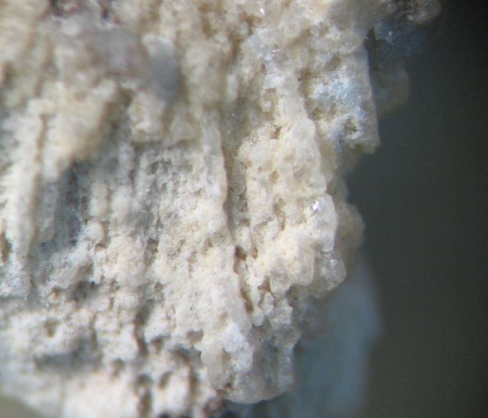 Holotype of Omphalophylliopsis lobatus type species of the genus Holotype of Omphalophylliopsis lobatus type species of the genus