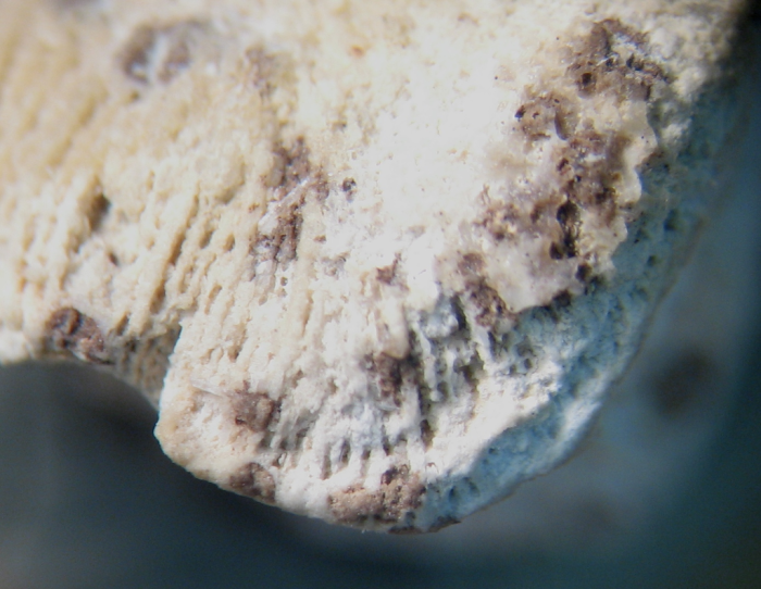 Holotype of Omphalophylliopsis lobatus type species of the genus Holotype of Omphalophylliopsis lobatus type species of the genus