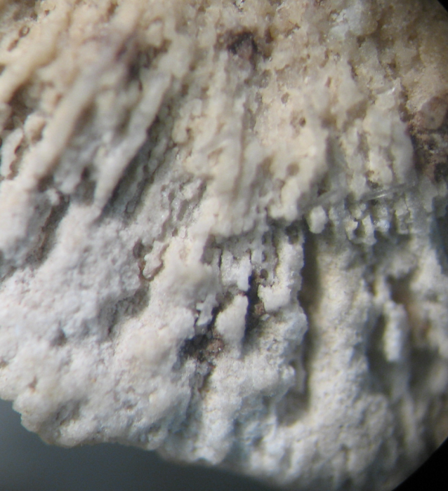 Holotype of Omphalophylliopsis lobatus type species of the genus Holotype of Omphalophylliopsis lobatus type species of the genus