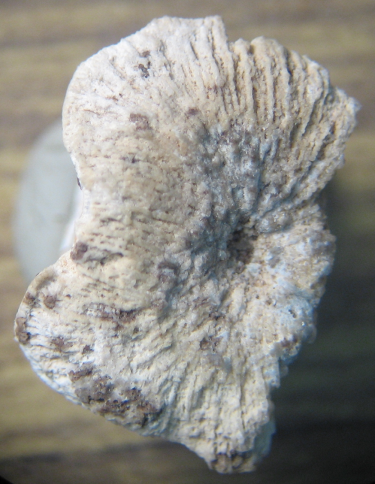 Holotype of Omphalophylliopsis lobatus type species of the genus Holotype of Omphalophylliopsis lobatus type species of the genus