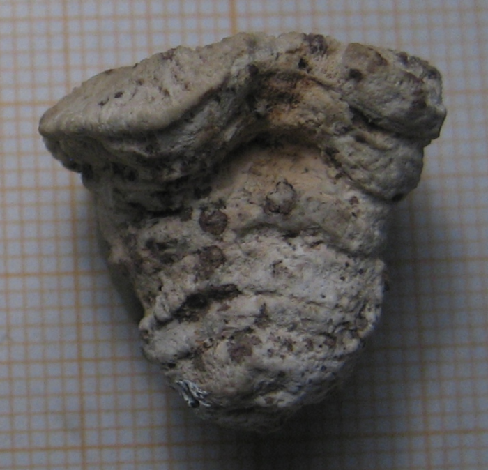 Holotype of Omphalophylliopsis lobatus type species of the genus Holotype of Omphalophylliopsis lobatus type species of the genus