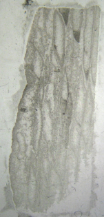 Lectotype of Opisthophylum zitteli, the type species of the genus