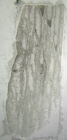 Lectotype of Opisthophylum zitteli, the type species of the genus
