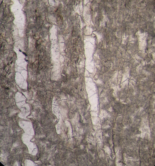 Paratype of Ovalastreopsis soaravikelyensis type species of the genus Paratype of Ovalastreopsis soaravikelyensis type species of the genus