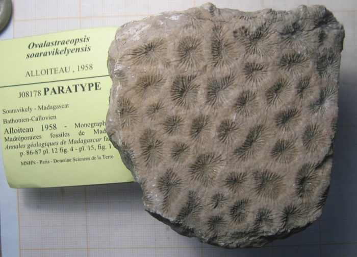 Paratype of Ovalastreopsis soaravikelyensis type species of the genus Paratype of Ovalastreopsis soaravikelyensis type species of the genus
