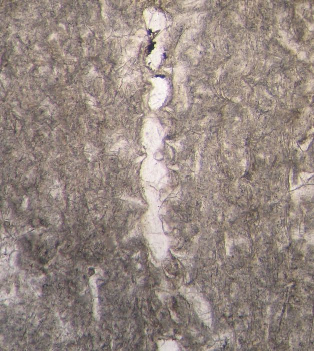Paratype of Ovalastreopsis soaravikelyensis type species of the genus Paratype of Ovalastreopsis soaravikelyensis type species of the genus