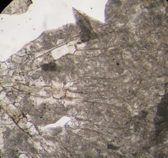 Paratype of Ovalastreopsis soaravikelyensis type species of the genus Paratype of Ovalastreopsis soaravikelyensis type species of the genus