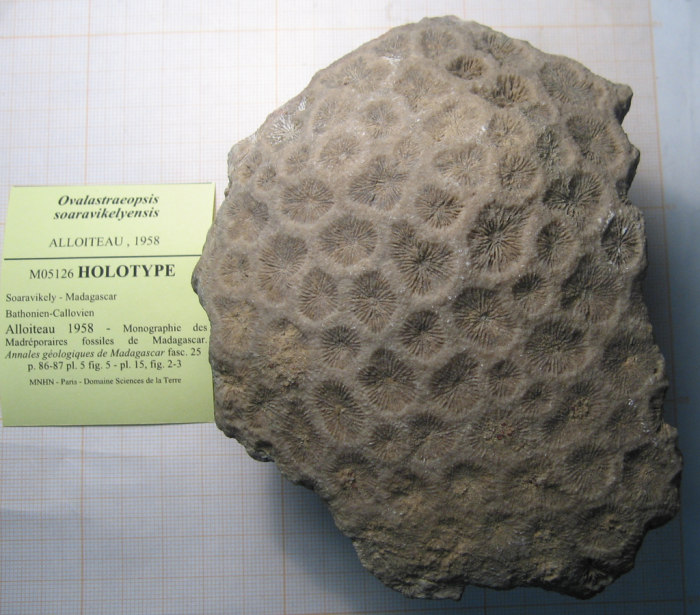 Holotype of Ovalastreopsis soaravikelyensis type species of the genus Holotype of Ovalastreopsis soaravikelyensis type species of the genus