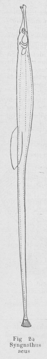 Gilson (1921, fig. 29b) Gilson (1921, fig. 29b)