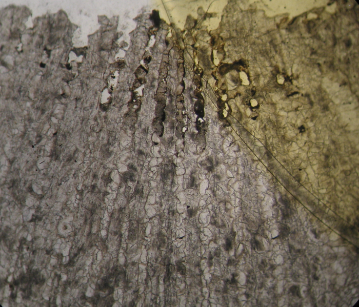 Holotype of Ovalastreopsis soaravikelyensis type species of the genus Holotype of Ovalastreopsis soaravikelyensis type species of the genus