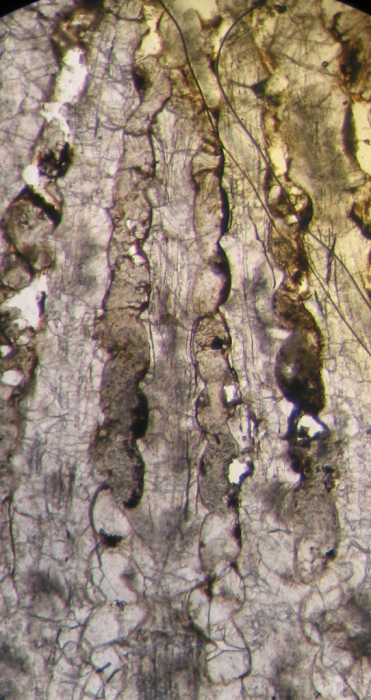 Holotype of Ovalastreopsis soaravikelyensis type species of the genus Holotype of Ovalastreopsis soaravikelyensis type species of the genus