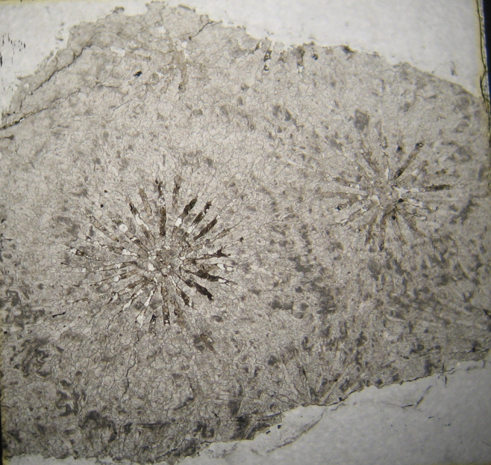 Holotype of Ovalastreopsis soaravikelyensis type species of the genus Holotype of Ovalastreopsis soaravikelyensis type species of the genus