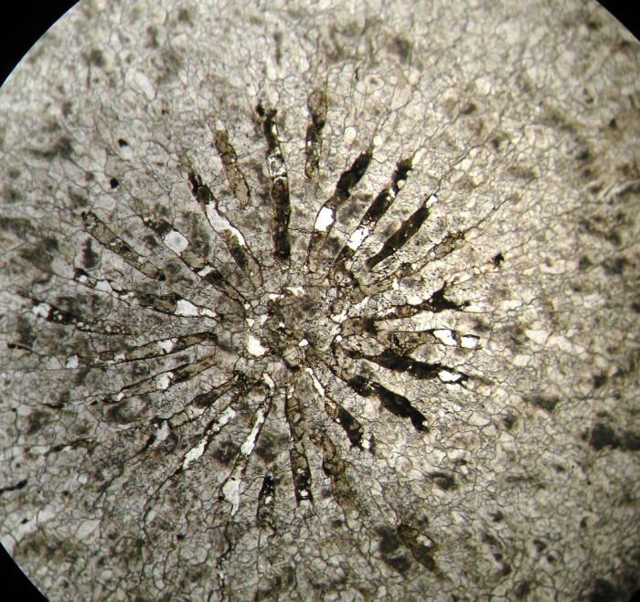 Holotype of Ovalastreopsis soaravikelyensis type species of the genus Holotype of Ovalastreopsis soaravikelyensis type species of the genus