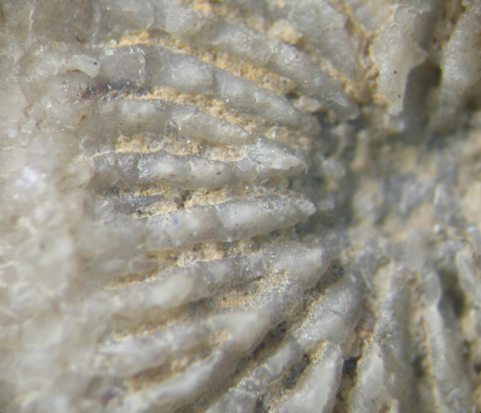 Holotype of Ovalastreopsis soaravikelyensis type species of the genus Holotype of Ovalastreopsis soaravikelyensis type species of the genus