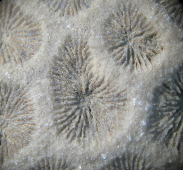 Holotype of Ovalastreopsis soaravikelyensis type species of the genus Holotype of Ovalastreopsis soaravikelyensis type species of the genus