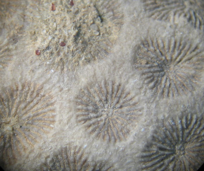 Holotype of Ovalastreopsis soaravikelyensis type species of the genus Holotype of Ovalastreopsis soaravikelyensis type species of the genus