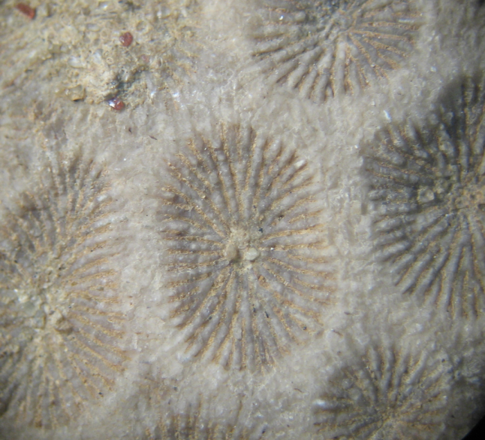 Holotype of Ovalastreopsis soaravikelyensis type species of the genus Holotype of Ovalastreopsis soaravikelyensis type species of the genus