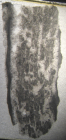 Holotype of Oyonnaxastraea schlumbergeri type species of the genus