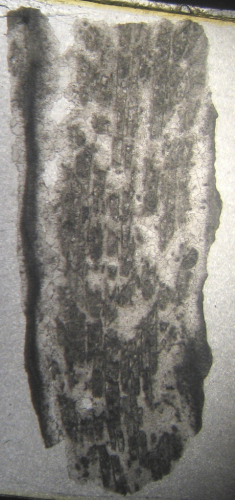 Holotype of Oyonnaxastraea schlumbergeri type species of the genus