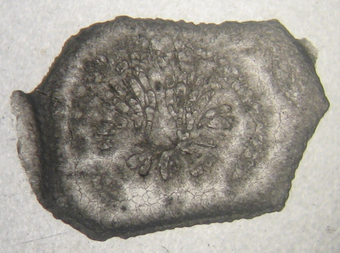 Holotype of Oyonnaxastraea schlumbergeri type species of the genus