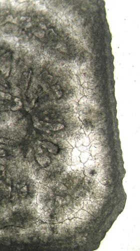 Holotype of Oyonnaxastraea schlumbergeri type species of the genus