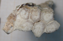 Holotype of Oyonnaxastraea schlumbergeri type species of the genus