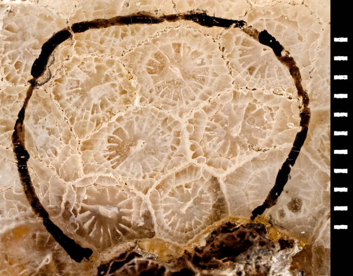 Holotype of Diplocoenia monitor Duncan Holotype of Diplocoenia monitor Duncan
