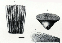 Holotype of Elliptoseris aperta Duncan