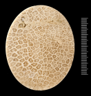 Holotype of Lamellastraea smythi Duncan