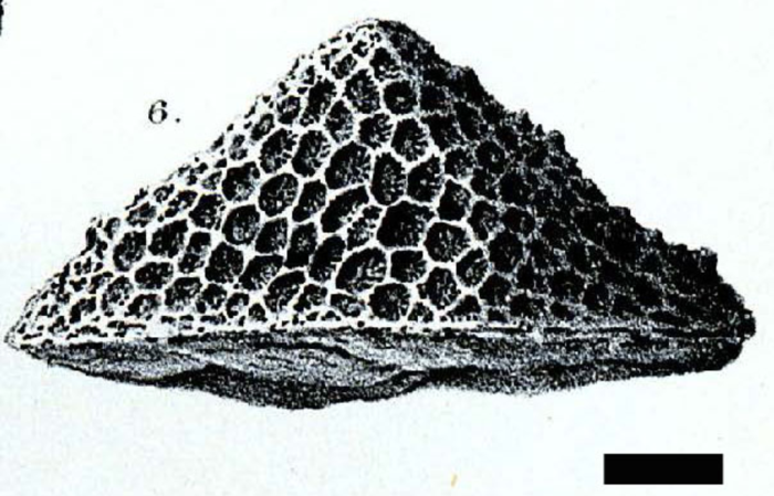 Holotype of Stylocoenia ranikoti Duncan