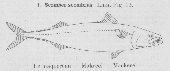 Gilson (1921, fig. 33) Gilson (1921, fig. 33)