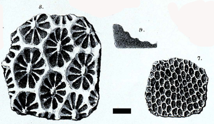 Holotype of Stylocoenia ranikoti Duncan