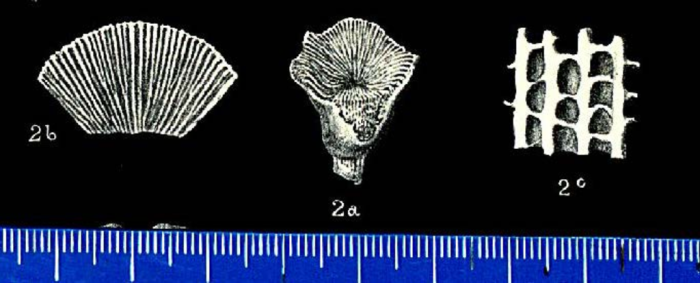 Holotype of Palaeoseris woodsi Duncan Holotype of Palaeoseris woodsi Duncan
