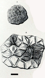 Holotype of Pterastraea mirabilis Duncan