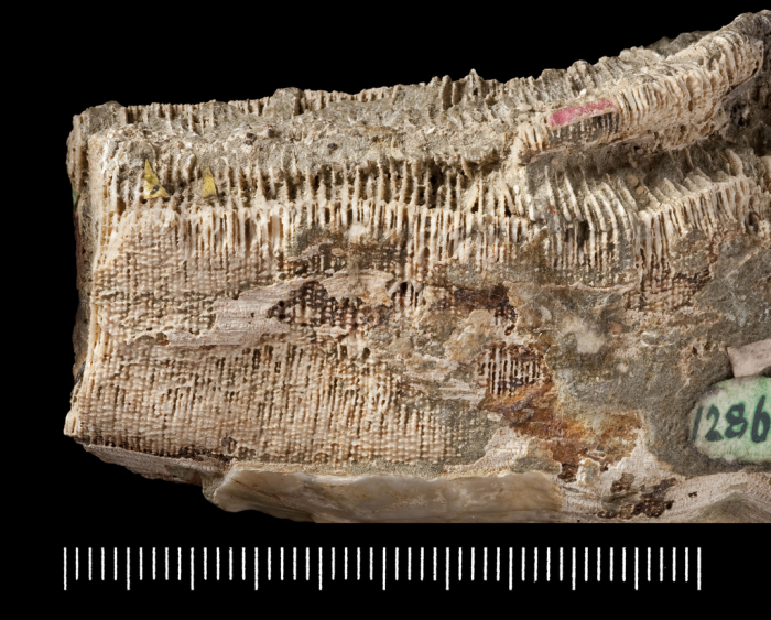 Holotype of Teleiophyllia grandis Duncan Holotype of Teleiophyllia grandis Duncan